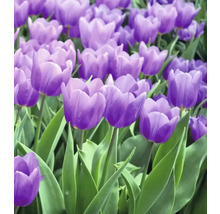 Nahaufnahme von violetten Tulpen im Garten.