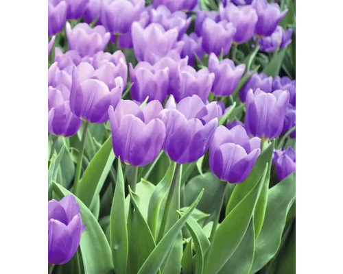 Nahaufnahme von violetten Tulpen im Garten.