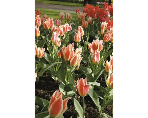Tulpenbeet mit roten und zweifarbigen Blüten