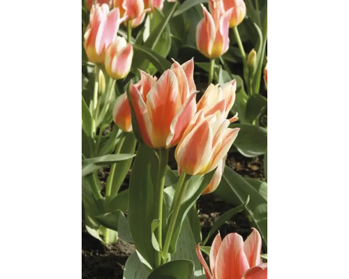 Nahaufnahme von mehrfarbigen Tulpen im Garten