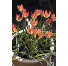 Tulpen in einem Pflanzgefäß