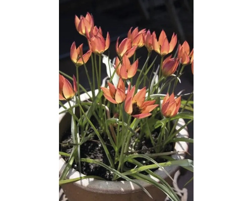 Tulpen in einem Pflanzgefäß