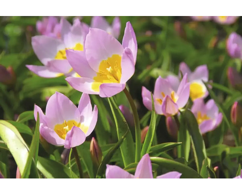 Nahaufnahme von Tulpenblüten in einem Gartenbeet