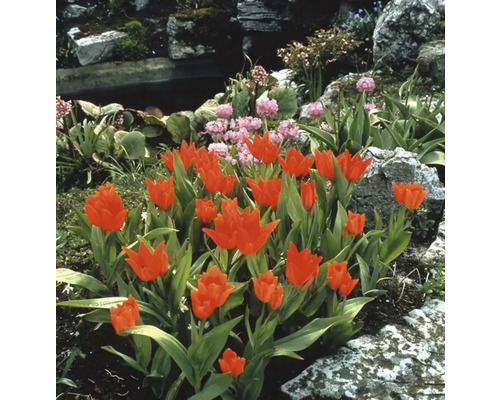 Gartenlandschaft mit Tulpenbeet, Steinen und Teich
