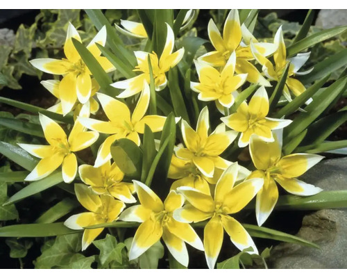 Nahaufnahme einer Gruppe von gelb-weissen Tarda-Tulpen im Garten.