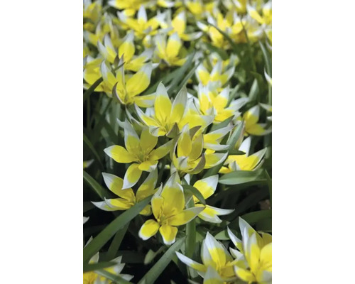 Nahaufnahme von gelb-weißen Wildtulpen im Gartenbeet.