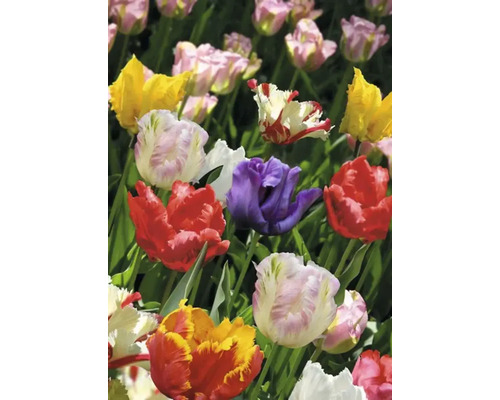 Nahaufnahme einer Gruppe verschiedenfarbiger Tulpen im Gartenbeet.