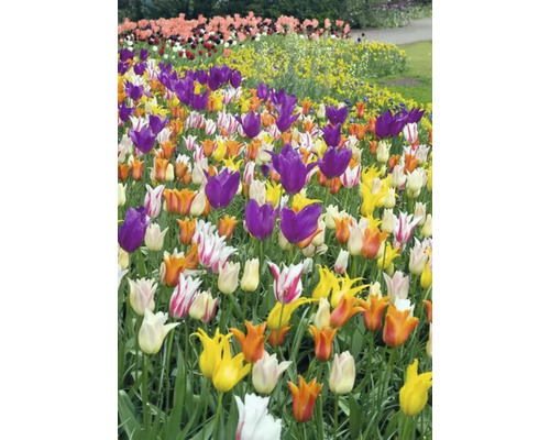 Blumenbeet mit Tulpen in verschiedenen Farben