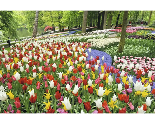 Blick auf ein Feld mit bunten Tulpen in einem Park.