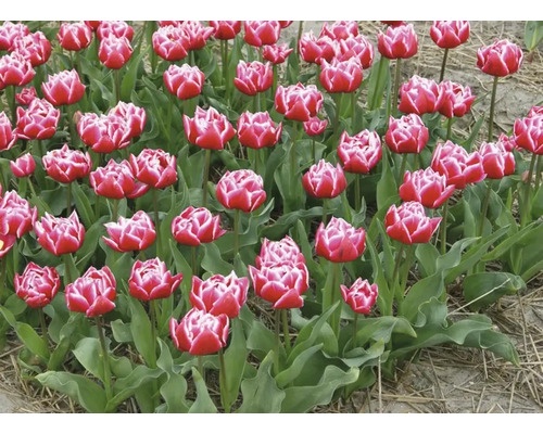 Feld mit roten und weißen Tulpen