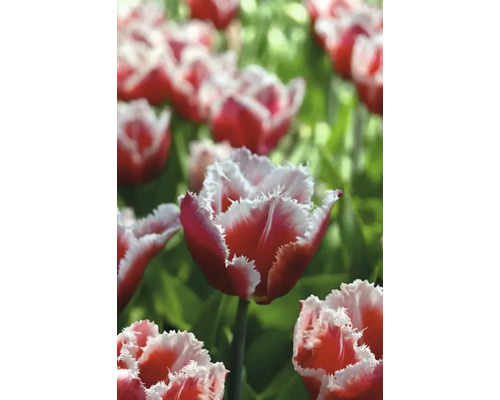 Nahaufnahme von roten und weißen Tulpen mit gefransten Blütenblättern