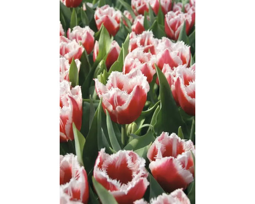 Feld mit rot-weißen Tulpen