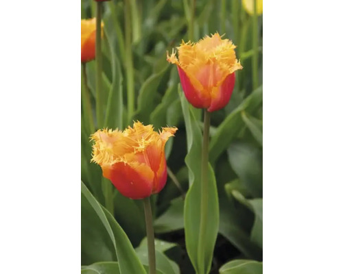 Nahaufnahme von zwei rot-gelben Tulpen im Gartenbeet.