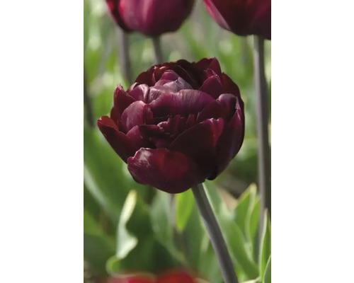 Nahaufnahme einer dunkelroten Tulpe im Garten.