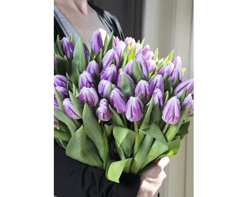 Strauß lila Tulpen mit grünen Blättern