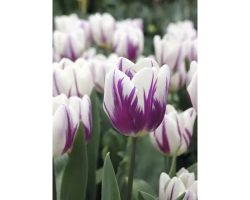 Nahaufnahme von weißen Tulpen mit lila Zeichnung