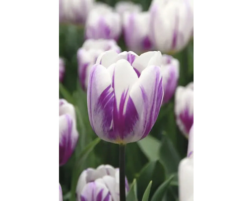 Nahaufnahme einer weiß-lila Tulpe