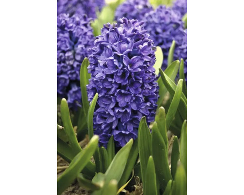 Nahaufnahme einer Hyazinthe im Gartenbeet
