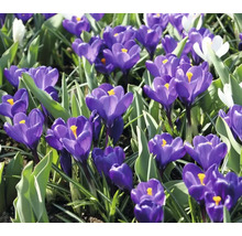 Nahaufnahme von Krokussen im Gartenbeet