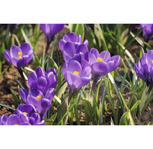 Nahaufnahme von blühenden Krokussen im Garten