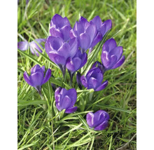 Blühende Krokusse im Gras
