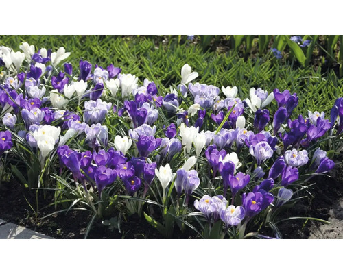 Blumenbeet mit Krokussen