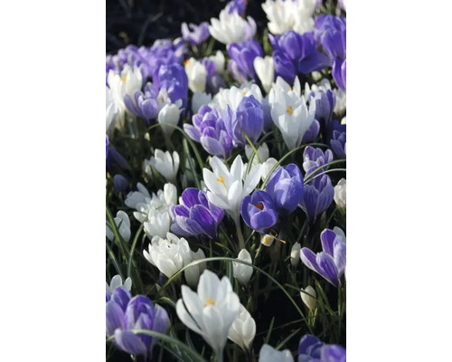 Feld mit Krokussen in verschiedenen Farben