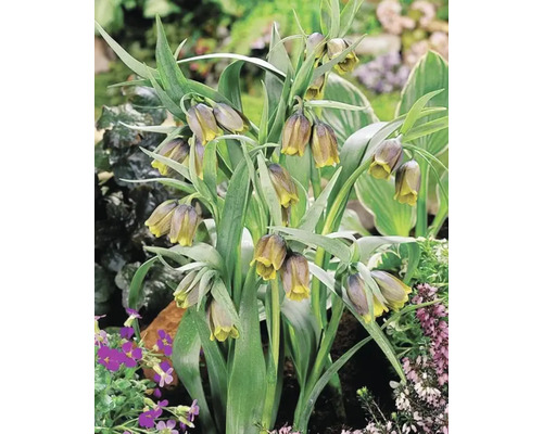 Gruppe von Schachbrettblumen im Garten
