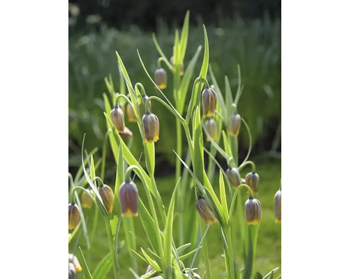 Fritillaria Uva-Vulpis Blüten im Gartenbeet.