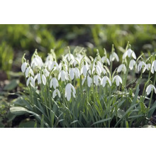 Nahaufnahme von Schneeglöckchen im Gartenbeet
