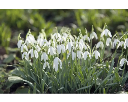 Nahaufnahme von Schneeglöckchen im Gartenbeet