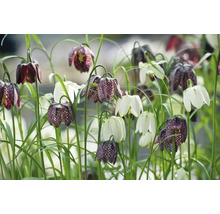 Feld mit Schachbrettblumen und weißen Tulpen