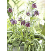Schachbrettblumen mit grünen Pflanzen in einem Topf