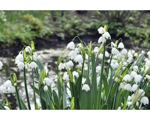 Sommerknotenblumen im Garten
