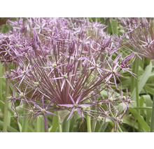 Nahaufnahme einer blühenden Allium-Pflanze im Garten