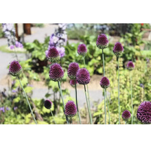 Blühende Zierlauch Pflanzen im Gartenbeet