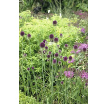 Zierlauch im Gartenbeet