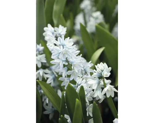 Nahaufnahme einer Blüte der Gattung Sternhyazinthe mit grünen Blättern