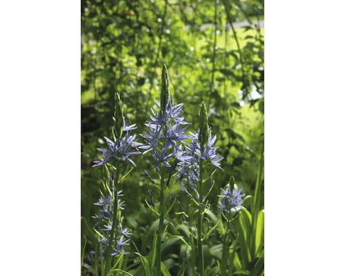 Nahaufnahme von Prärielilien im Garten.