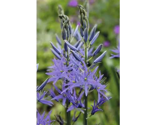 Prächtige Prärielilie in Nahaufnahme