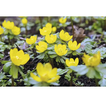 Blumenzwiebel Winterling FloraSelf 'Eranthis cilicica' 12 Stück