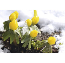Blumenzwiebel Winterling FloraSelf 'Eranthis cilicica' 12 Stück