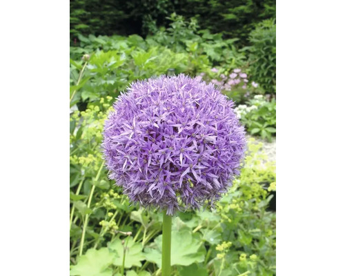 Einzelne lila Alliumblume im Garten.