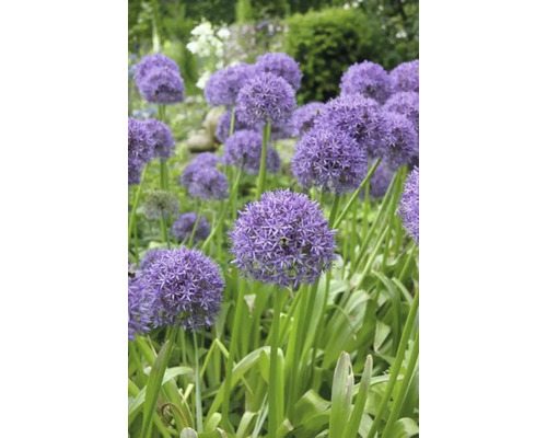 Blühender Zierlauch im Gartenbeet