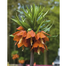 Kaiserkrone mit orangefarbenen Blüten und grünen Blättern.