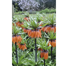 Gruppe von Kaiserkronen im Garten