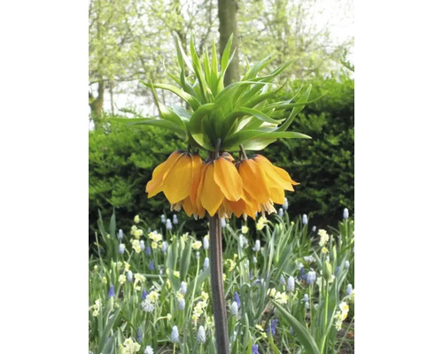Kaiserkrone Blume im Gartenbeet