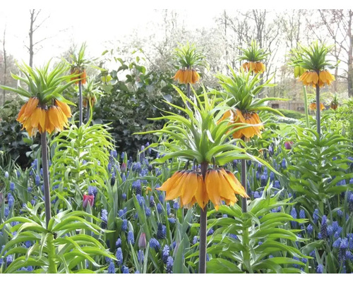 Blumenbeet mit Kaiserkronen und blauen Traubenhyazinthen
