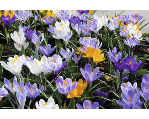Blühende Krokusse in verschiedenen Farben