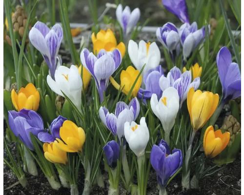 Gruppe von Krokussen mit verschiedenfarbigen Blüten